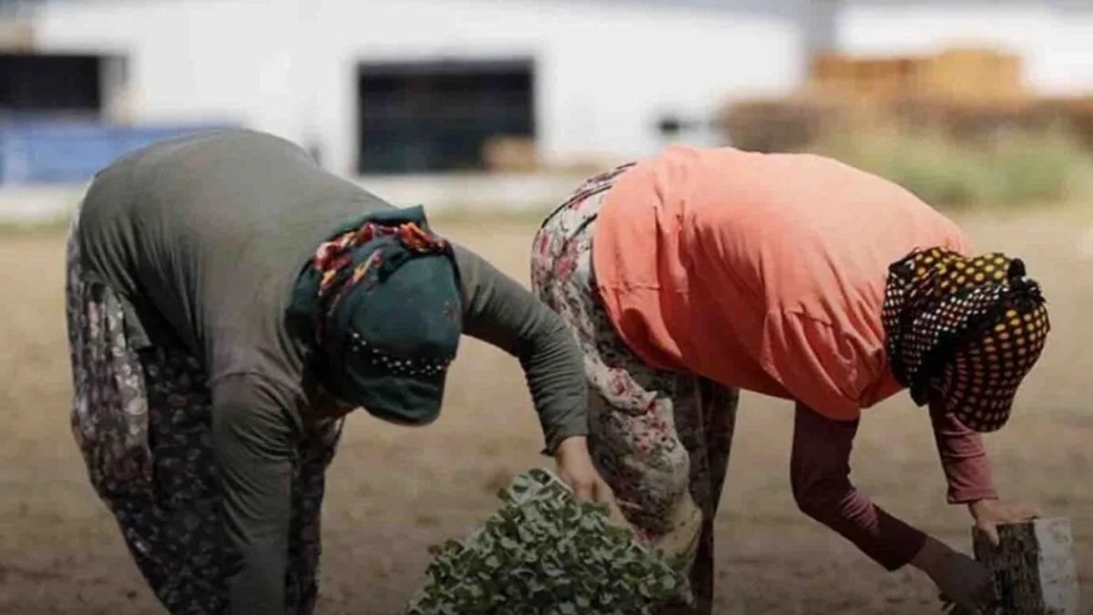 Tarım İşçilerinin Kazanç Tablosu Netleşti: Aylık Ücret 37 Bin Lirayı Aşarken Yevmiyeler 1299 Liraya Çıktı - Ekonomi Haberleri